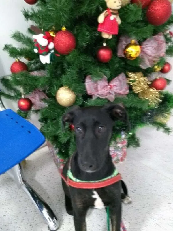Cachorro ra a mix lavrador idade 7 a 11 meses nome Velentim