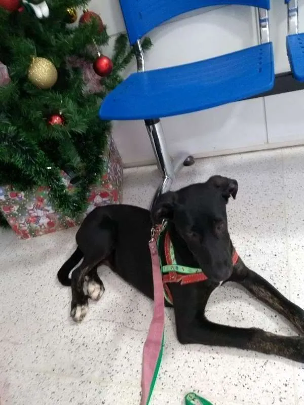 Cachorro ra a mix lavrador idade 7 a 11 meses nome Velentim