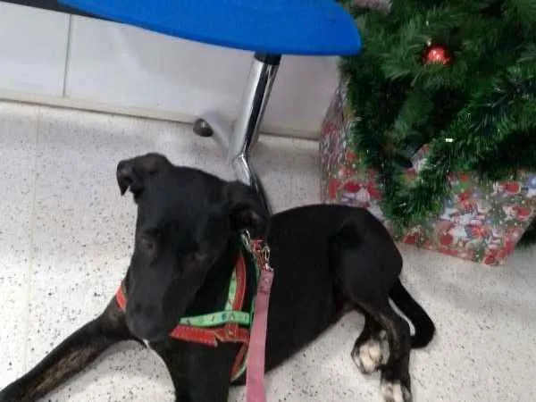 Cachorro ra a mix lavrador idade 7 a 11 meses nome Velentim