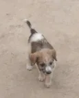 Mel