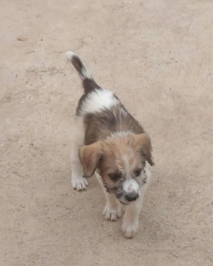 Cachorro ra a Sem raça definida idade 2 a 6 meses nome Mel
