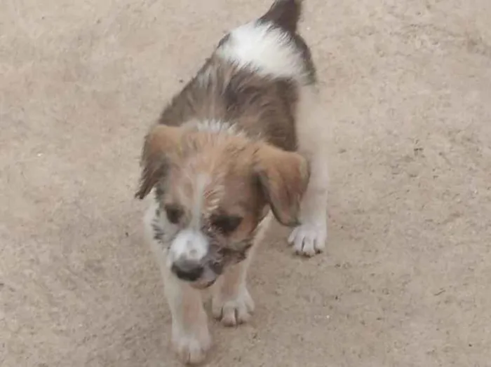 Cachorro ra a Sem raça definida idade 2 a 6 meses nome Mel