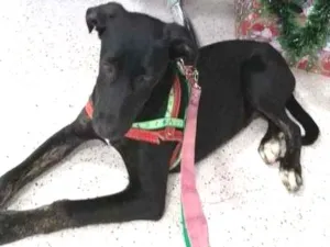 Cachorro raça mix lavrador idade 7 a 11 meses nome Velentim