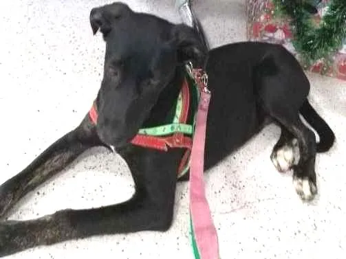 Cachorro ra a mix lavrador idade 7 a 11 meses nome Velentim