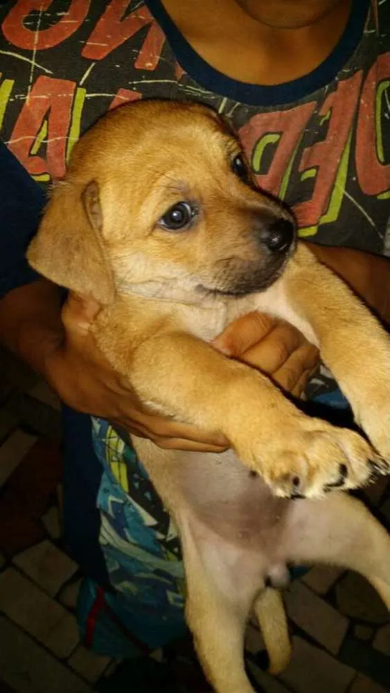 Cachorro ra a Vira lata  idade Abaixo de 2 meses nome Meg