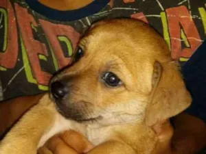 Cachorro raça Vira lata  idade Abaixo de 2 meses nome Meg