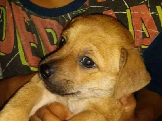 Cachorro ra a Vira lata  idade Abaixo de 2 meses nome Meg
