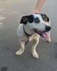 Nilo