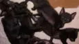 Fofurineas