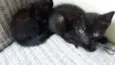 Fofurineas