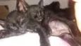 Fofurineas