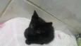 Fofurineas