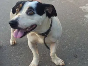 Cachorro raça SRD  idade 2 anos nome Nilo