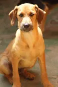 Oliver Filhote Peq