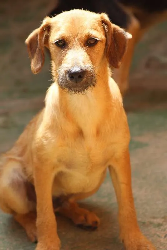 Cachorro ra a  idade 2 a 6 meses nome Oliver Filhote Peq