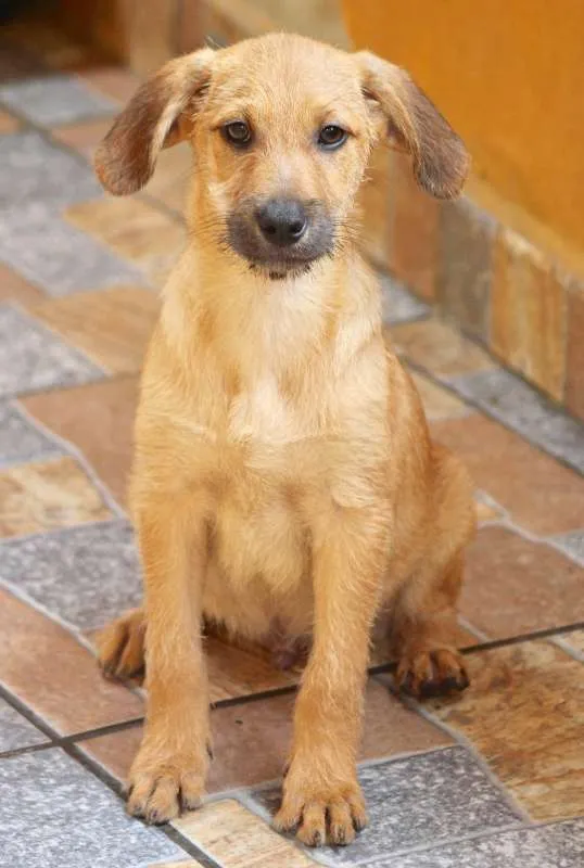 Cachorro ra a  idade 2 a 6 meses nome Oliver Filhote Peq