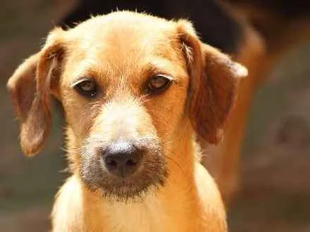 Cachorro ra a  idade 2 a 6 meses nome Oliver Filhote Peq
