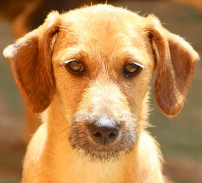 Cachorro ra a  idade 2 a 6 meses nome Oliver Filhote Peq