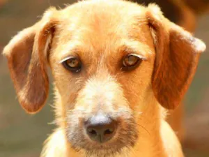 Cachorro raça  idade 2 a 6 meses nome Oliver Filhote Peq