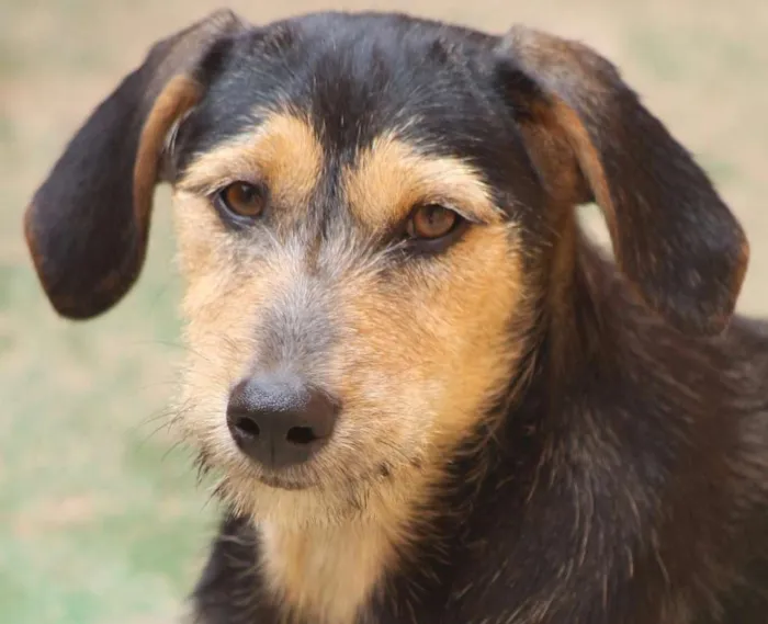 Cachorro ra a  idade 2 a 6 meses nome Wendy Filhote Pequen