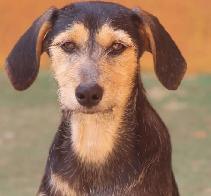Cachorro ra a  idade 2 a 6 meses nome Wendy Filhote Pequen