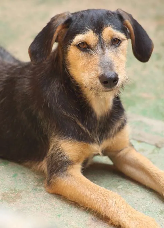 Cachorro ra a  idade 2 a 6 meses nome Wendy Filhote Pequen