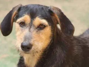 Cachorro raça  idade 2 a 6 meses nome Wendy Filhote Pequen
