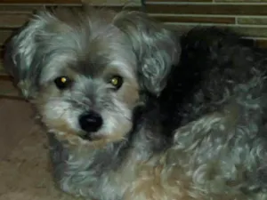 Cachorro raça Yorkshire idade 6 ou mais anos nome Bob