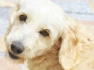 Cachorro raça  idade 2 anos nome Boomer