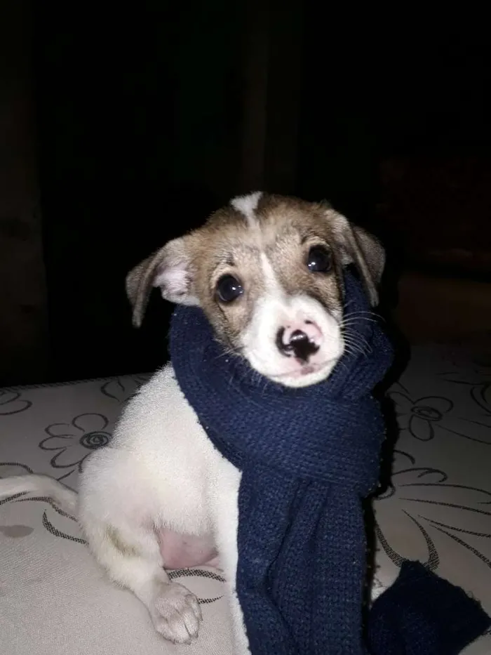 Cachorro ra a Vira-lata idade 2 a 6 meses nome Nao tem