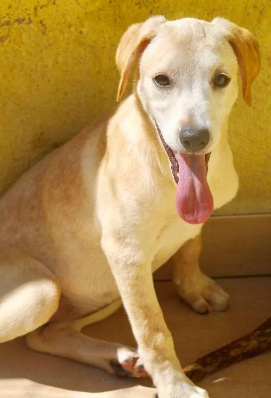 Cachorro ra a  idade 2 a 6 meses nome Kiara Filhotinha