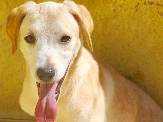 Cachorro ra a  idade 2 a 6 meses nome Kiara Filhotinha