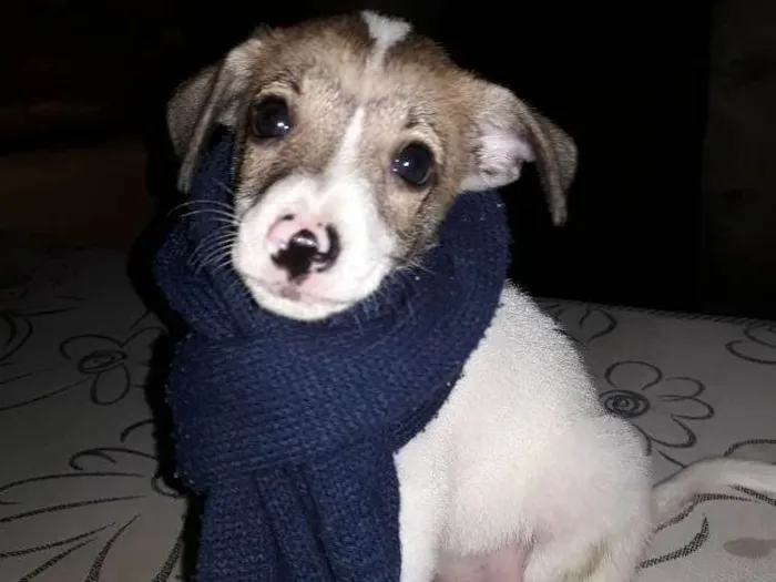 Cachorro ra a Vira lata idade 2 a 6 meses nome Ainda sem nome