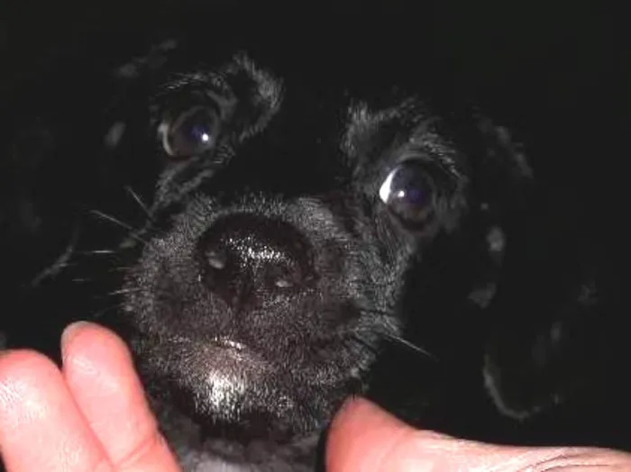 Cachorro ra a Vira lata idade 2 a 6 meses nome Ainda sem nome