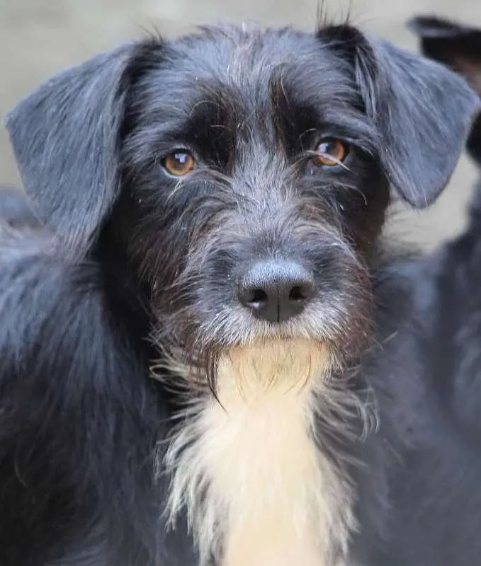 Cachorro ra a  idade 1 ano nome Nicolas