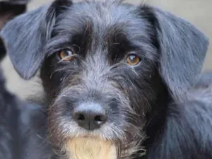 Cachorro raça  idade 1 ano nome Nicolas