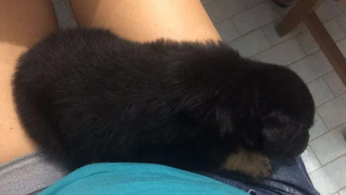 Cachorro ra a SRD idade 2 a 6 meses nome Sem nome