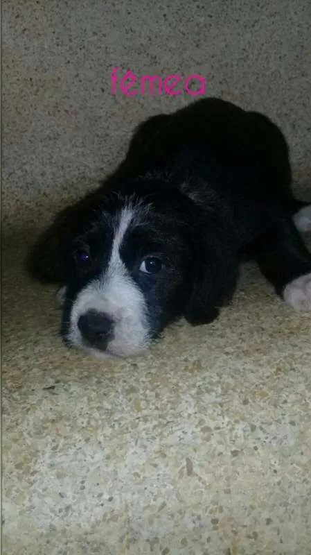 Cachorro ra a SRD idade 2 a 6 meses nome Filhotinhos