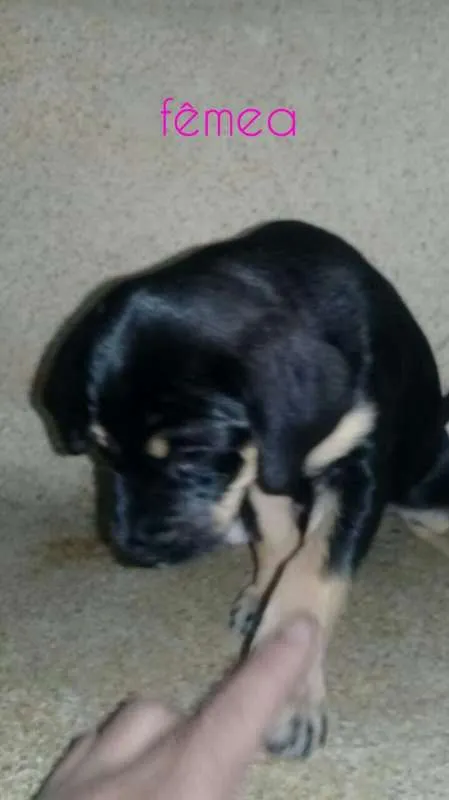 Cachorro ra a SRD idade 2 a 6 meses nome Filhotinhos