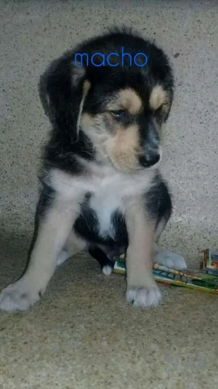 Cachorro ra a SRD idade 2 a 6 meses nome Filhotinhos