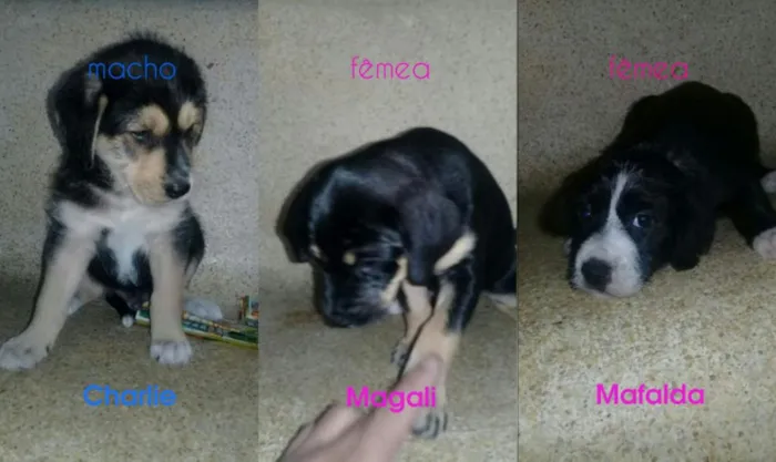 Cachorro ra a SRD idade 2 a 6 meses nome Filhotinhos