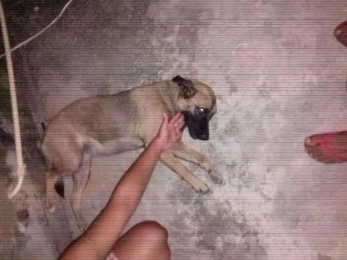 Cachorro raça Vira lata idade 1 ano nome Meggy