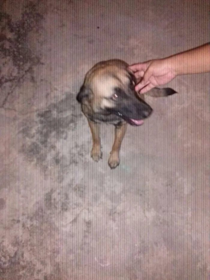 Cachorro raça Vira lata idade 1 ano nome Meggy