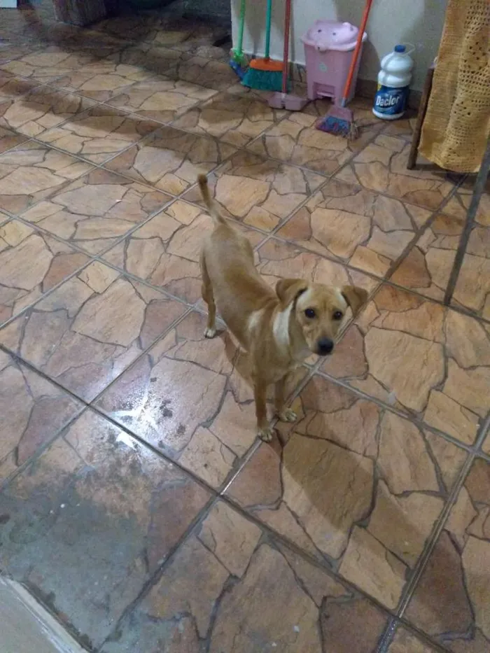 Cachorro ra a SRD idade 7 a 11 meses nome Nina