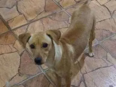 Cachorro ra a SRD idade 7 a 11 meses nome Nina