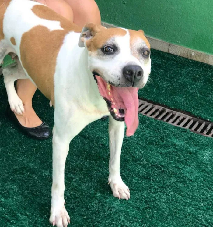Cachorro ra a Mix de boxer idade 5 anos nome Sabrina