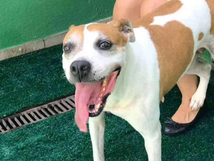 Cachorro ra a Mix de boxer idade 5 anos nome Sabrina