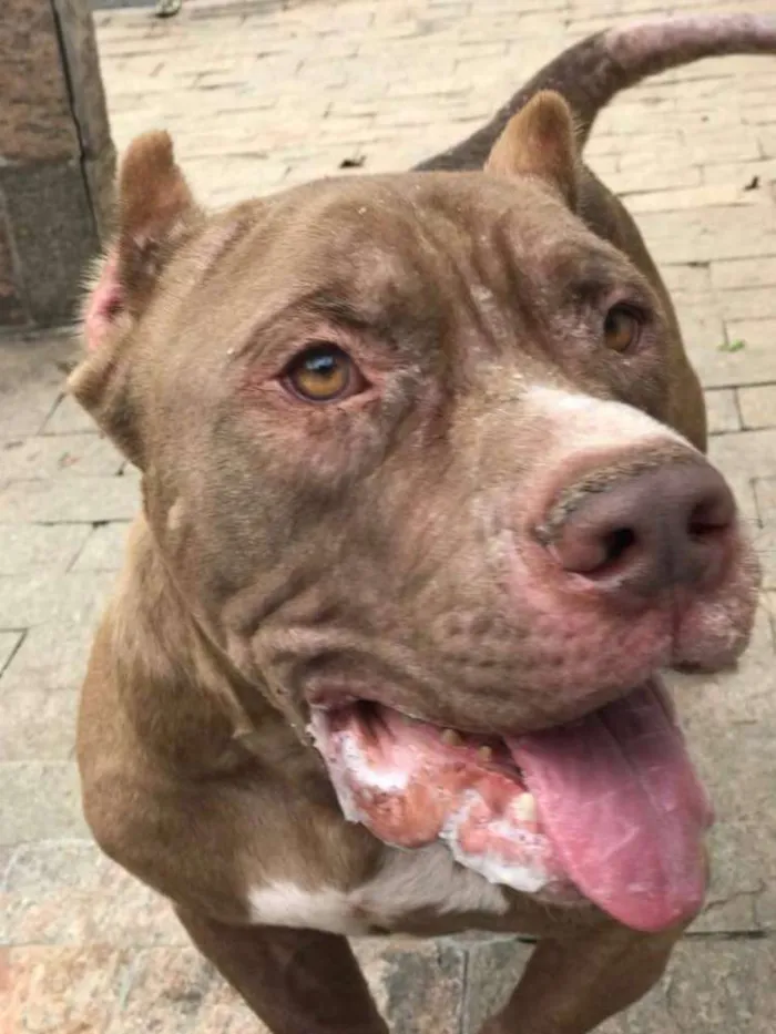Gato ra a Pit bull idade 6 ou mais anos nome Shogun