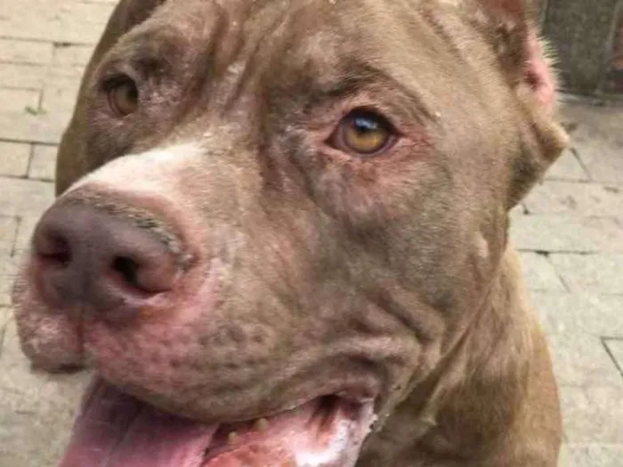 Gato ra a Pit bull idade 6 ou mais anos nome Shogun