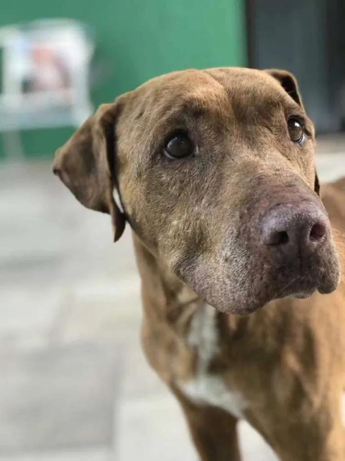 Cachorro ra a Pit bull idade 6 ou mais anos nome Titi